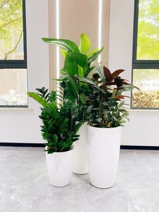 宁波镇海花木租赁设计，打造独特绿色空间