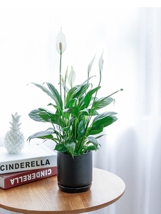 海曙绿化修剪，服务超优，打造别样绿色风景！